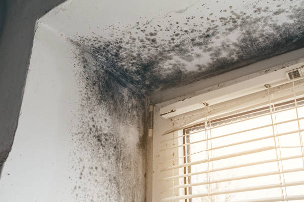 Affordable Mold Remediation solutions in Roslyn Heights, NY